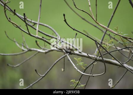 Linkes Profilbild einer gemeinen Chiffchaff (Phylloscopus collybita), die von Spring nach unten blickt, knospige Äste in Richtung Fluss unten mit Kopf zu einer Seite Stockfoto