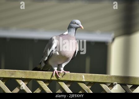 Nahaufnahme eines Porträts einer gemeinen Waldtaube (Columba palumbus), die im Mai in einem Garten in Mittel-Wales auf einem Spalierzaun in der Sonne thront Stockfoto