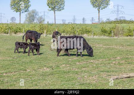 Drei Galloway-Kühe mit ihren Kälbern im Naturschutzgebiet Molenplas, grasen auf grünem Gras, lockiges oder welliges schwarzes Fell, Büsche im Hintergrund, Sonne Stockfoto