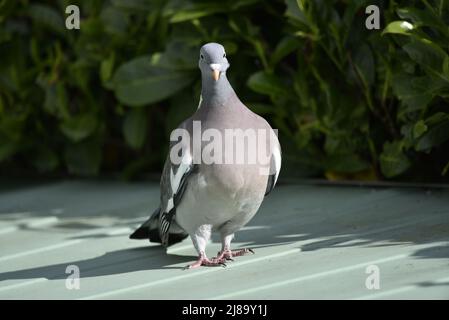 Nahaufnahme eines Porträts einer gewöhnlichen Waldtaube (Columba palumbus), die auf einem Gartenschuppen in der Sonne steht, gegen einen Laurel-Blatt-Hintergrund, Großbritannien Stockfoto