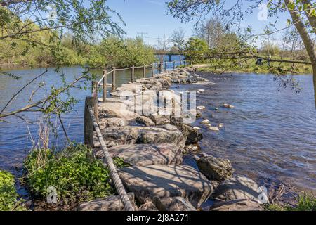 Naturschutzgebiet mit Oude Maas Fluss, Trittsteine bei Brug Molenplas mit Holzpfosten und Seilzäunen, grüne Bäume im Hintergrund, sonniger Tag Stockfoto