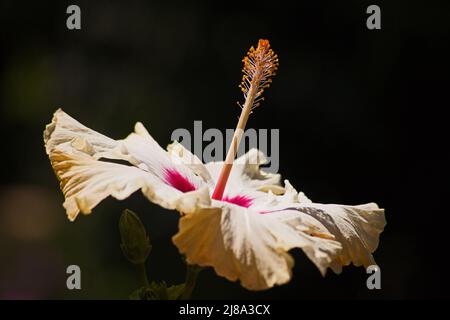 Makrobild einer einzigen gelben Hibiskusblüte, isoliert auf einem dunklen Hintergrund Stockfoto