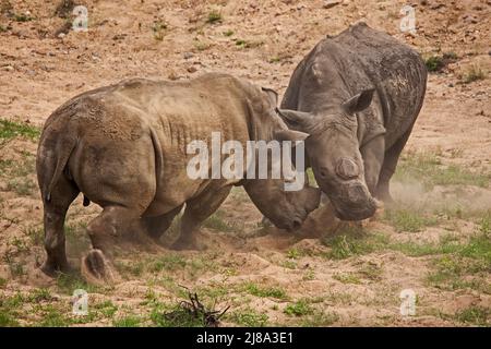 Zwei enthornte weiße Nashörner (Ceratotherium simum) kämpfen im Kruger Nationalpark. Südafrikanische Nationalparks enthorten Nashörner in einem Versuch, die Wilderin einzudämmen Stockfoto