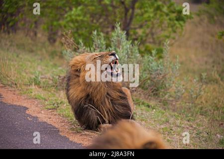 Ein dominanter männlicher Löwe (Panthera leo) gähnt an einem regnerischen Morgen im Krüger National Park. Südafrika Stockfoto