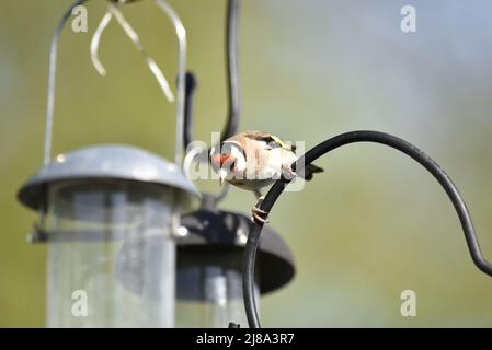 Europäischer Goldfink (Carduelis carduelis) Greifbogen, Kamera gegenüberstellend, Blick nach unten zwischen zwei Feeders im Vorbeiflug, gegen verschwommenen Hintergrund, Großbritannien Stockfoto