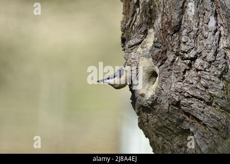 Eurasische Nuthatch (Sitta Europaea), die linke Seite des vertikalen Baumstamms über dem Nestloch ergreift, Fäkalsack im Schnabel trägt, mit Copy Space to Left, Großbritannien Stockfoto