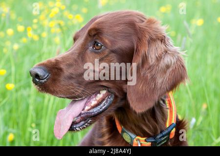 Schönes Portraitfoto eines irischen Setter-Jagdhundes, der an einem schönen Frühlingstag auf der blühenden Wiese sitzt und aufmerksam schaut. Stockfoto