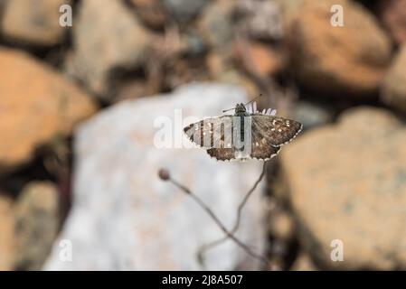 Salbei Skipper (Muschampia proto) Stockfoto