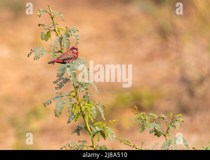 Ein roter Avadavat auf einem Busch, der sich ausruhte Stockfoto