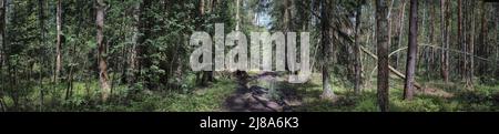 Panoramablick auf eine unbefahrbare Straße in einem Wald Stockfoto