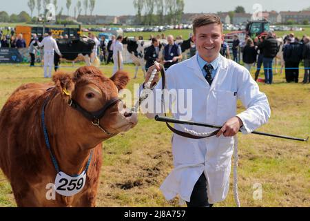 Ayr, Großbritannien. 14.. Mai 2022. Nach einer Lücke von 2 Jahren aufgrund der Covid-Vorschriften kehrte Ayr County Show auf die Rennstrecke von Ayr zurück, auf der Ausstellungen, Ausstellungen und Wettbewerbe zu allen Aspekten des landwirtschaftlichen und ländlichen Lebens sowie sportliche Herausforderungen im „Tug o“-Krieg für Männer- und Frauenmannschaften gezeigt wurden. Die Veranstaltung, die als eine der größten ihrer Art in Schottland gilt, zog Tausende von Zuschauern an, die das warme und sonnige Wetter genossen. Kredit: Findlay/Alamy Live Nachrichten Stockfoto