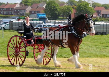 Ayr, Großbritannien. 14.. Mai 2022. Nach einer Lücke von 2 Jahren aufgrund der Covid-Vorschriften kehrte Ayr County Show auf die Rennstrecke von Ayr zurück, auf der Ausstellungen, Ausstellungen und Wettbewerbe zu allen Aspekten des landwirtschaftlichen und ländlichen Lebens sowie sportliche Herausforderungen im „Tug o“-Krieg für Männer- und Frauenmannschaften gezeigt wurden. Die Veranstaltung, die als eine der größten ihrer Art in Schottland gilt, zog Tausende von Zuschauern an, die das warme und sonnige Wetter genossen. Kredit: Findlay/Alamy Live Nachrichten Stockfoto