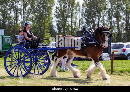 Ayr, Großbritannien. 14.. Mai 2022. Nach einer Lücke von 2 Jahren aufgrund der Covid-Vorschriften kehrte Ayr County Show auf die Rennstrecke von Ayr zurück, auf der Ausstellungen, Ausstellungen und Wettbewerbe zu allen Aspekten des landwirtschaftlichen und ländlichen Lebens sowie sportliche Herausforderungen im „Tug o“-Krieg für Männer- und Frauenmannschaften gezeigt wurden. Die Veranstaltung, die als eine der größten ihrer Art in Schottland gilt, zog Tausende von Zuschauern an, die das warme und sonnige Wetter genossen. Kredit: Findlay/Alamy Live Nachrichten Stockfoto