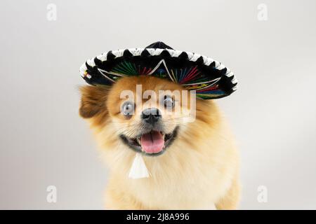 Lustige mexikanische Hund feiert Karneval oder halloween trägt einen Hut. Isoliert auf grauem Hintergrund Stockfoto