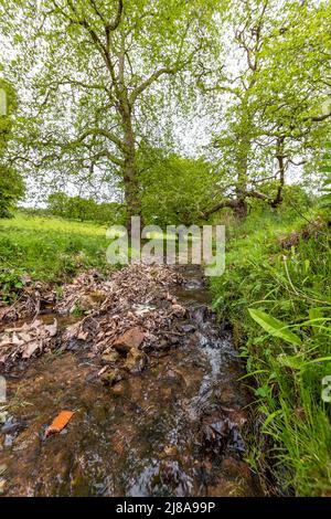 Reife Londoner Platanen, Lydney Park, Gloucestershire. VEREINIGTES KÖNIGREICH Stockfoto