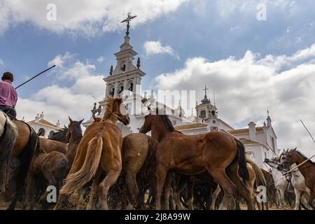 Eine Gruppe von Zuchtstuten im Aca de las Yeguas' in El Rocio Eremitage, ein kleines Dorf in Almonte, Huelva, Andalusien, Spanien Stockfoto