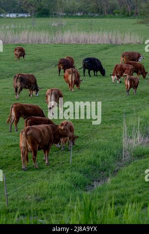Eine Gruppe von braunen Kühen auf einer Weide an einem Frühlingstag Stockfoto