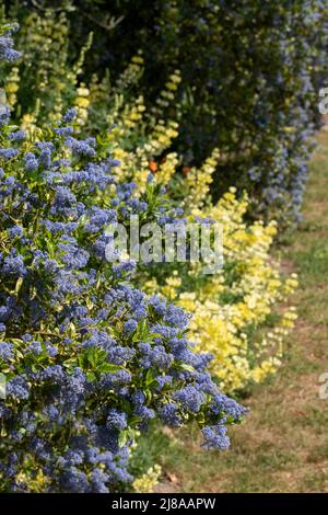 Ceanothus-Baum mit blauen Blüten, die im Frühjahr blühen. Fotografiert in Wisley Garden, Surrey UK. Stockfoto