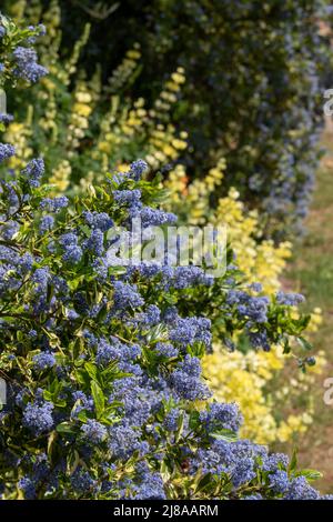 Ceanothus-Baum mit blauen Blüten, die im Frühjahr blühen. Fotografiert in Wisley Garden, Surrey UK. Stockfoto