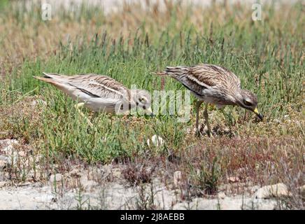 Ein Paar brütende Steincurlew im S'Albufera Wetland Mallorca Spanien Stockfoto