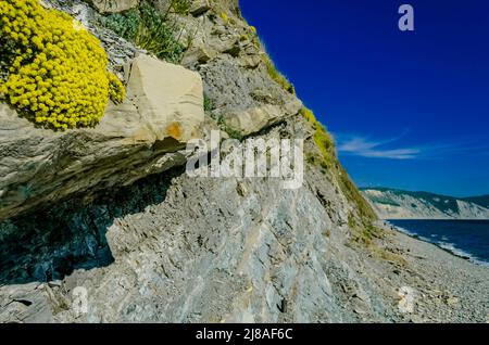 Tolle Aussicht auf Blumen und Kräuter vom Gipfel des Berges. Anapa, Krasnodaskiy, Russland Stockfoto