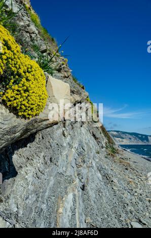 Tolle Aussicht auf Blumen und Kräuter vom Gipfel des Berges. Anapa, Krasnodaskiy, Russland Stockfoto