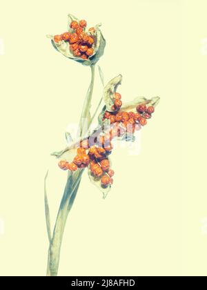 Samen und Schoten von Iris foetidissima aka Stinking Iris. Künstlerisch verarbeitetes Bild. Stockfoto