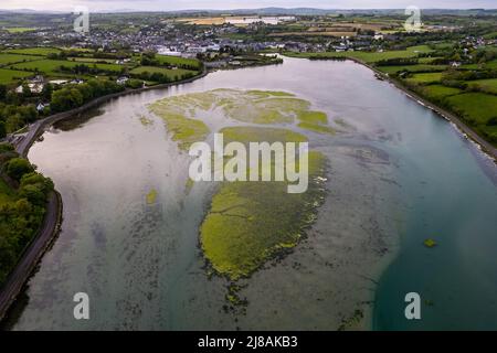 Clonakilty, West Cork, Irland. 14.. Mai 2022. Schädliche Algen Blüte wurde in Clonakilty Bay, West Cork, entdeckt. Schädliche Algen Bloom kann extrem gefährliche Giftstoffe produzieren, die, wenn sie Trinkwasser kontaminieren, möglicherweise Menschen und Tiere töten oder sehr krank machen können. Algenblüte wird häufig durch den landwirtschaftlichen Ablauf von chemischem Dünger und Gülle von landwirtschaftlichen Feldern verursacht. Quelle: AG News/Alamy Live News Stockfoto