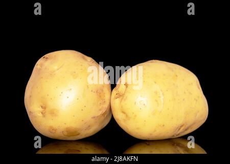Zwei rohe Bio-Kartoffeln, Nahaufnahme, isoliert auf schwarzem Hintergrund. Stockfoto