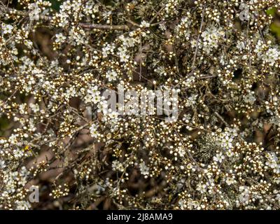 Schlehdornknospen, Prunus spinosa. Frühlingsblüte. Stockfoto
