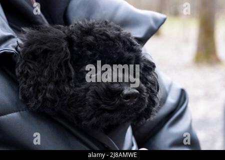 Der niedliche lockige Pudel sitzt unter der Jacke des Tierbesitzers Stockfoto