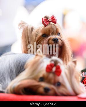 Zwei Yorkshire Terrier Hunde mit roten Schleifen auf dem Kopf auf einer roten Bettwäsche. Der Hund liegt im Vordergrund, sitzt im Hintergrund und schaut nach oben Stockfoto