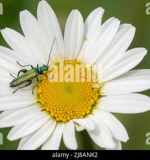 Dickbeinige Blütenkäfer (Oedemera nobilis) auf einem Ochsenaugen-Gänseblümchen auf dem Old Cemetery in Southampton Stockfoto