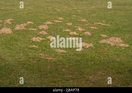 Maulwurffelungen auf einer Wiese. Stockfoto