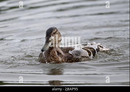 Weibliche Mallard genießt einen frühen Morgenplansch in Surrey, Großbritannien Stockfoto