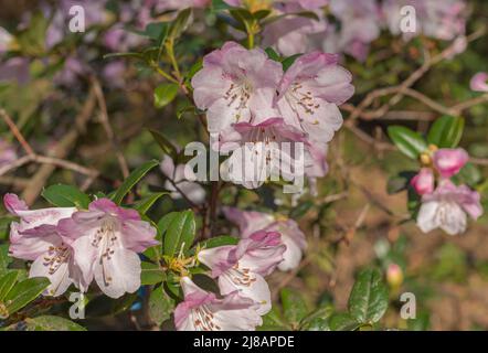 Rosafarbene und weiße Frühlingsblumen schließen sich an einem immer grünen Rhododendron-Busch an Stockfoto