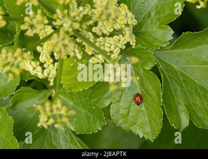 Zwei gefleckte Marienkäfer, Marienkäfer. Adalia bipunctata. Stockfoto