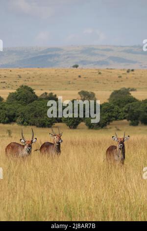 Antilopen während einer Safari in Masai Mara, Kenia Stockfoto