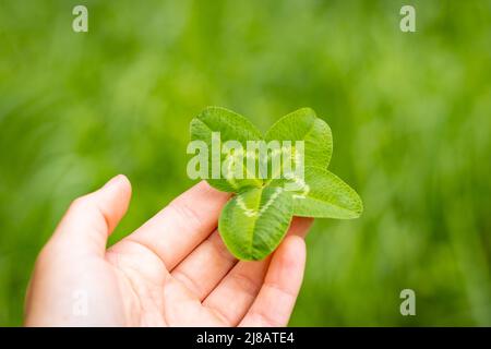 Nahaufnahme eines Kleeblattes mit vier verlassen, mit grünem und verschwommenem Hintergrund, viel Glück Stockfoto