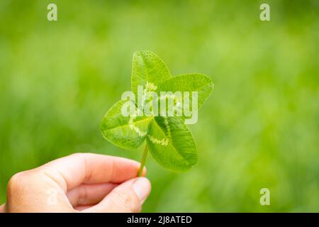 Nahaufnahme eines Kleeblattes mit vier verlassen, mit grünem und verschwommenem Hintergrund, viel Glück Stockfoto