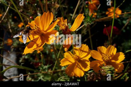 Bukarest, Rumänien - 13. Oktober 2018: Eine Honigbiene sammelt Nektar aus einer Cosmos sulfureus Blume. Stockfoto