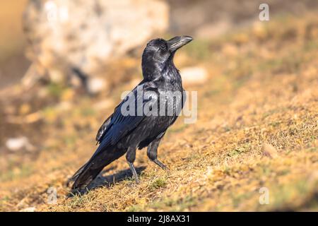 Gemeiner Rabe (Corvus corax) auf Felsen in den spanischen Pyrenäen, Katalonien, Spanien. April. Sie ernähren sich von Aas, Insekten, Getreidekörnern, Be Stockfoto