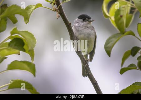 Männlicher Blackcap (Sylvia atricapilla), der vor einem verschwommenen Hintergrund auf einem Ast thront Stockfoto