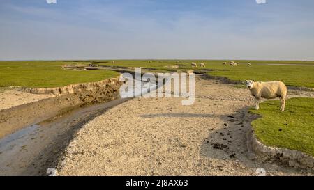 Schafe in Tidal-Sumpfgebiet mit natürlichem mäandernden Entwässerungssystem auf der watteninsel Ameland in Friesland, Niederlande Stockfoto