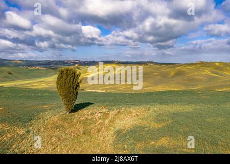 Einsamer Cypressbaum auf einem Hügel im Val d'Orcia Tuscany, Italien, April. Stockfoto