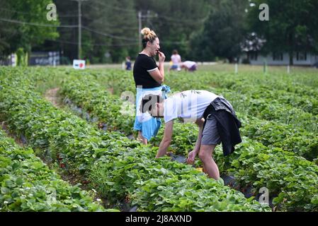 Raleigh, NC, USA, 14.. Mai 2022, Ein junges Paar nutzt das warme Wetter, um sich selbst Erdbeeren zu pflücken. Credit D Guest Smith / Alamy Live News Stockfoto