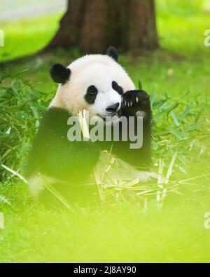 Porträt eines Pandabären im Smithsonian National Zoo, der im Gras sitzt und Bambushaufen frisst. Stockfoto