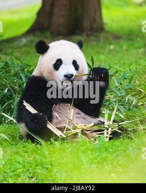 Porträt eines Pandabären im Smithsonian National Zoo, der im Gras sitzt und Bambushaufen frisst. Stockfoto