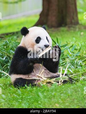 Porträt eines Pandabären im Smithsonian National Zoo, der im Gras sitzt und Bambushaufen frisst. Stockfoto