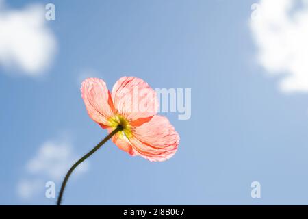 Isländische Mohnblume, blauer Himmel und weiße Wolken. Kurzlebige Blume, die sich in der Sonne sonnt. Die Mohnblume streckt sich zum Himmel und sieht glücklich aus. Stockfoto